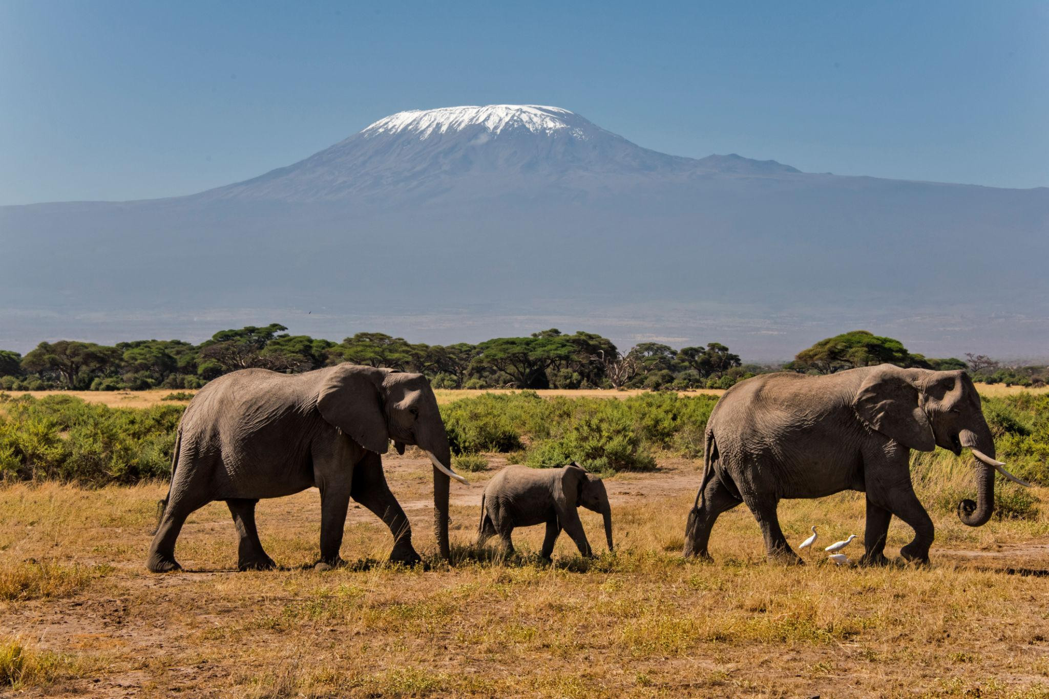 Amboseli