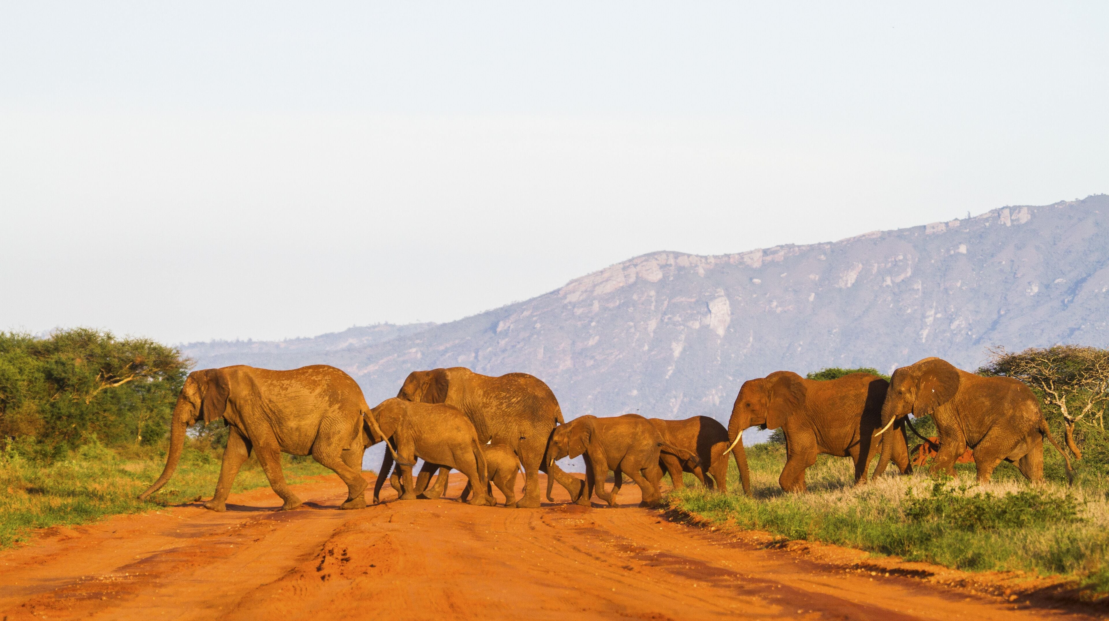 Taveta