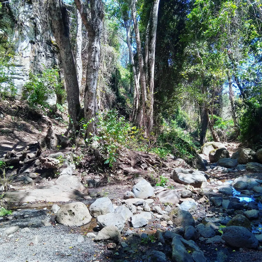51 River and Forest Hike
