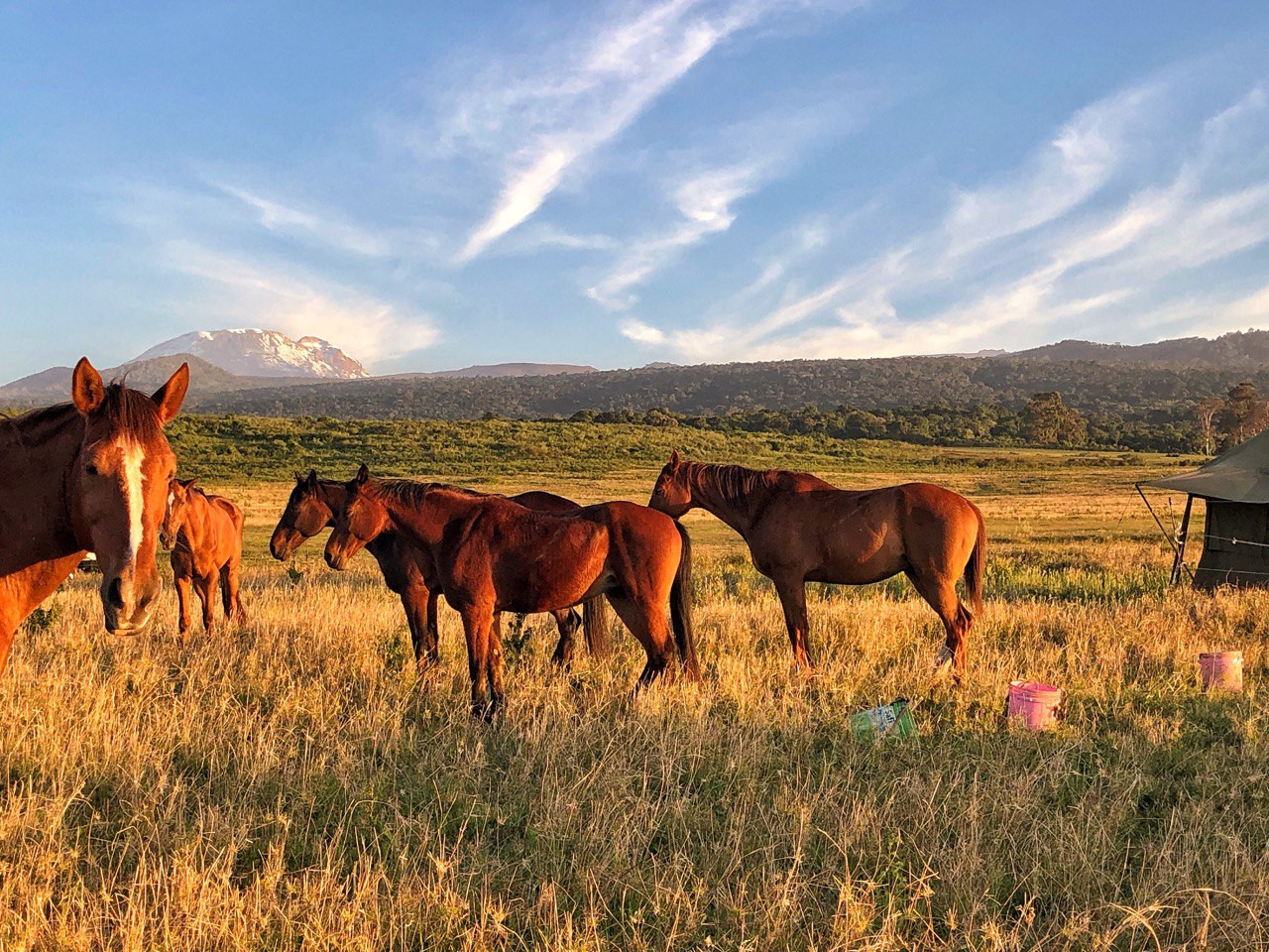 Horseback conservation experience